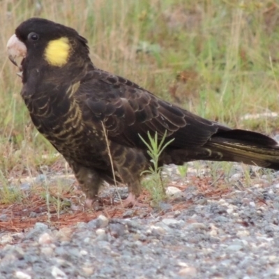 Zanda funerea (Yellow-tailed Black-Cockatoo) at Chisholm, ACT - 31 Jan 2016 by michaelb