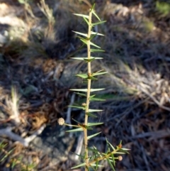 Acacia ulicifolia (Prickly Moses) at Canberra Central, ACT - 2 May 2016 by RWPurdie