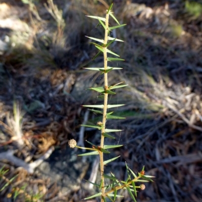 Acacia ulicifolia (Prickly Moses) at Canberra Central, ACT - 3 May 2016 by RWPurdie