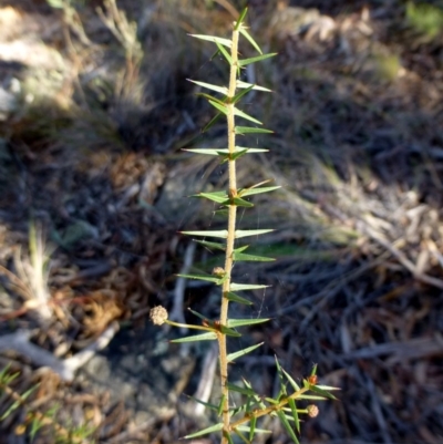 Acacia ulicifolia (Prickly Moses) at Canberra Central, ACT - 2 May 2016 by RWPurdie