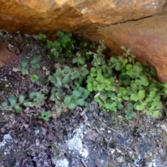 Asplenium subglandulosum (Blanket Fern) at Point 4558 - 2 May 2016 by RWPurdie