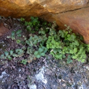 Pleurosorus rutifolius at Point 4558 - 3 May 2016