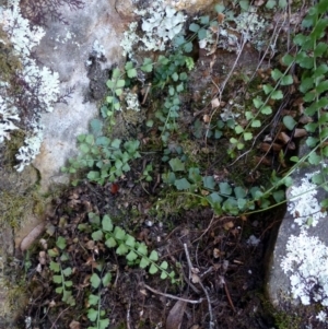 Asplenium flabellifolium at Point 4558 - 3 May 2016 12:00 AM