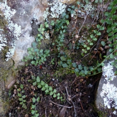 Asplenium flabellifolium (Necklace Fern) at Black Mountain - 2 May 2016 by RWPurdie