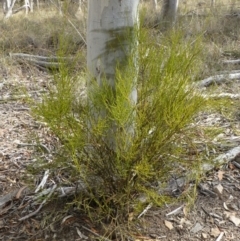 Omphacomeria acerba (Leafless Sour-bush) at Canberra Central, ACT - 29 Apr 2016 by RWPurdie