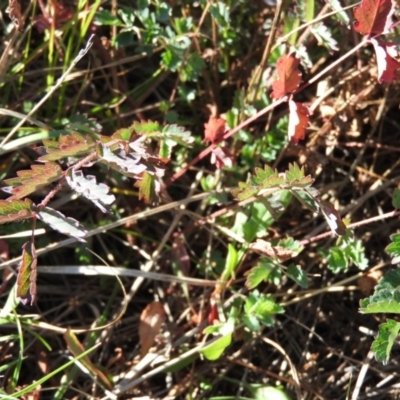 Sanguisorba minor (Salad Burnet, Sheep's Burnet) at Namadgi National Park - 2 May 2016 by RyuCallaway