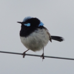 Malurus cyaneus (Superb Fairywren) at Tennent, ACT - 3 May 2016 by MichaelBedingfield