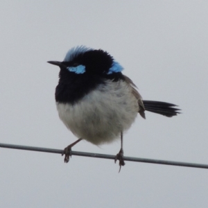 Malurus cyaneus at Tennent, ACT - 3 May 2016