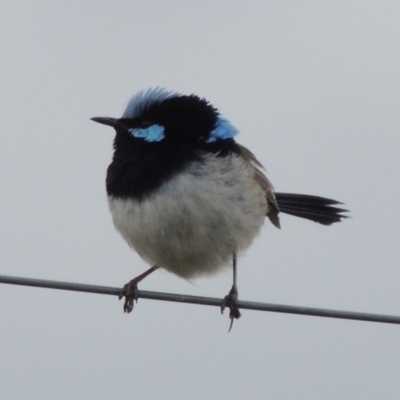 Malurus cyaneus (Superb Fairywren) at Tennent, ACT - 2 May 2016 by michaelb
