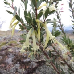 Styphelia triflora (Five-corners) at Old Tuggeranong TSR - 31 Jan 2016 by MichaelBedingfield