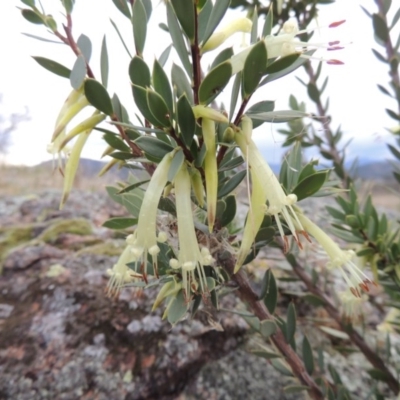 Styphelia triflora (Five-corners) at Old Tuggeranong TSR - 31 Jan 2016 by MichaelBedingfield