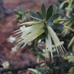 Styphelia triflora (Five-corners) at Chisholm, ACT - 31 Jan 2016 by MichaelBedingfield