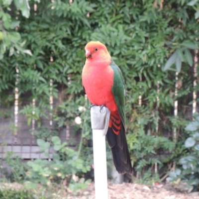 Alisterus scapularis (Australian King-Parrot) at Hawker, ACT - 20 Jan 2015 by Philip