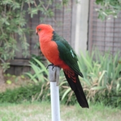 Alisterus scapularis at Hawker, ACT - 20 Jan 2015