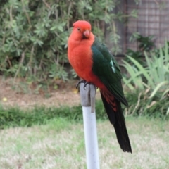 Alisterus scapularis at Hawker, ACT - 20 Jan 2015