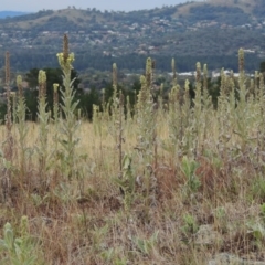 Verbascum thapsus subsp. thapsus (Great Mullein, Aaron's Rod) at Chisholm, ACT - 31 Jan 2016 by MichaelBedingfield