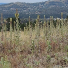 Verbascum thapsus subsp. thapsus (Great Mullein, Aaron's Rod) at Melrose - 31 Jan 2016 by michaelb