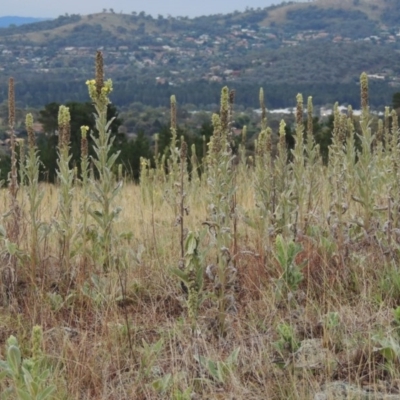 Verbascum thapsus subsp. thapsus (Great Mullein, Aaron's Rod) at Melrose - 31 Jan 2016 by michaelb