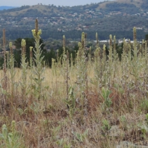 Verbascum thapsus subsp. thapsus at Chisholm, ACT - 31 Jan 2016