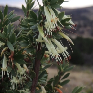 Styphelia triflora at Chisholm, ACT - 31 Jan 2016