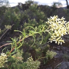 Cassinia quinquefaria (Rosemary Cassinia) at Melrose - 31 Jan 2016 by michaelb