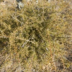 Acacia ulicifolia (Prickly Moses) at Mitchell, ACT - 4 May 2016 by MichaelMulvaney