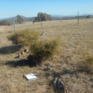 Acacia ulicifolia at Mitchell, ACT - 4 May 2016