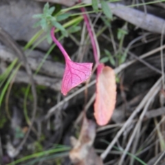 Inconclusive sighting (Inconclusive sighting) at Namadgi National Park - 4 May 2016 by RyuCallaway