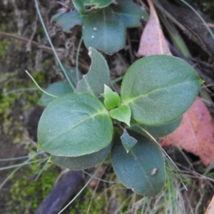 Coprosma hirtella at Cotter River, ACT - 4 May 2016 12:28 PM