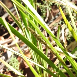 Lomandra longifolia at Cotter River, ACT - 4 May 2016