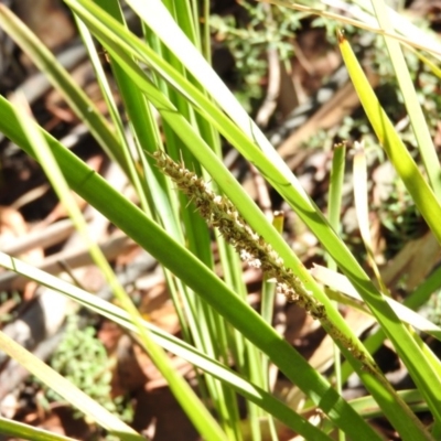 Lomandra longifolia (Spiny-headed Mat-rush, Honey Reed) at Cotter River, ACT - 4 May 2016 by ArcherCallaway