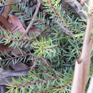 Persoonia chamaepeuce at Cotter River, ACT - 4 May 2016