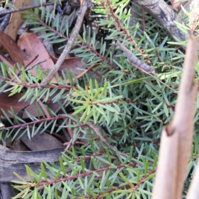 Persoonia chamaepeuce (Dwarf Geebung) at Cotter River, ACT - 4 May 2016 by RyuCallaway