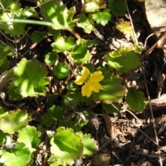 Goodenia hederacea subsp. alpestris at Namadgi National Park - 4 May 2016 by RyuCallaway