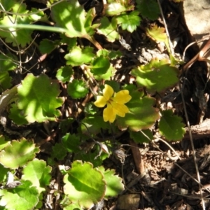 Goodenia hederacea subsp. alpestris at Cotter River, ACT - 4 May 2016