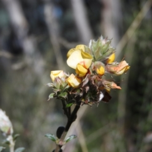 Mirbelia oxylobioides at Cotter River, ACT - 4 May 2016