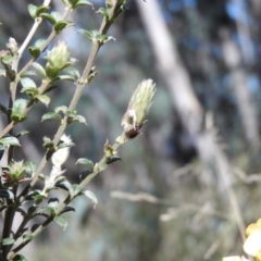 Mirbelia oxylobioides at Cotter River, ACT - 4 May 2016 12:46 PM