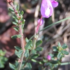 Tetratheca bauerifolia (Heath Pink-bells) at Cotter River, ACT - 4 May 2016 by RyuCallaway