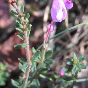 Tetratheca bauerifolia at Cotter River, ACT - 4 May 2016 12:39 PM