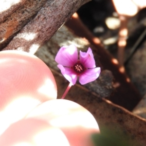 Tetratheca bauerifolia at Cotter River, ACT - 4 May 2016