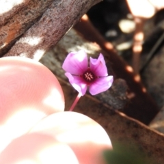 Tetratheca bauerifolia at Cotter River, ACT - 4 May 2016