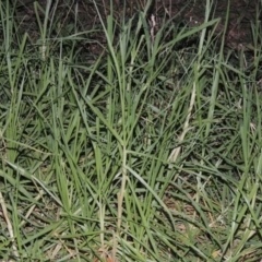 Cenchrus clandestinus (Kikuyu Grass) at Isabella Pond - 11 Apr 2016 by michaelb