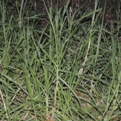 Cenchrus clandestinus (Kikuyu Grass) at Tuggeranong Creek to Monash Grassland - 11 Apr 2016 by michaelb