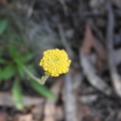 Unidentified at Namadgi National Park - 4 May 2016 by ArcherCallaway