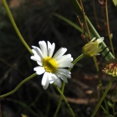 Brachyscome sp. (Cut-leaf Daisy) at Cotter River, ACT - 4 May 2016 by RyuCallaway