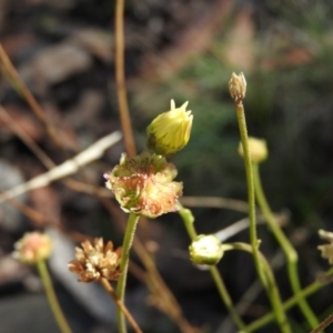 Brachyscome sp. at Cotter River, ACT - 4 May 2016