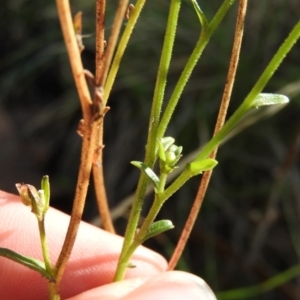 Brachyscome sp. at Cotter River, ACT - 4 May 2016 12:47 PM