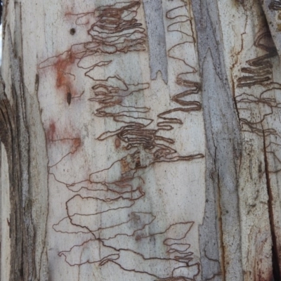 Unidentified at Namadgi National Park - 4 May 2016 by ArcherCallaway