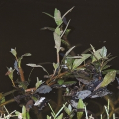 Alternanthera philoxeroides (Alligator Weed) at Isabella Pond - 11 Apr 2016 by michaelb