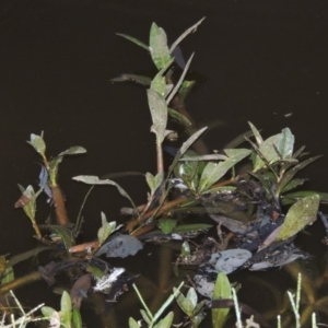 Alternanthera philoxeroides at Monash, ACT - 11 Apr 2016